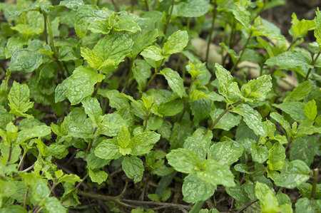 mint plant grow at vegetable garden, Mint was originally used as a medicinal herb to treat stomach ache and chest painsの写真素材