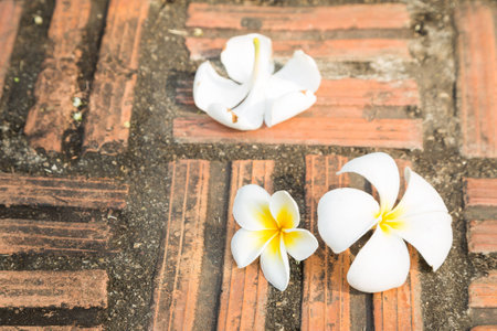 White Plumeria flower with old brickの写真素材