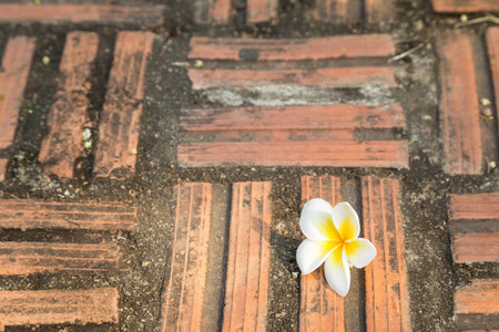 White Plumeria flower with old brickの写真素材