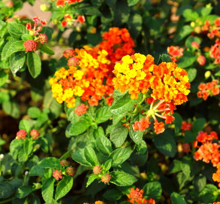 Flowerの写真素材