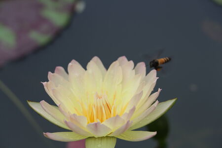 lotusの写真素材