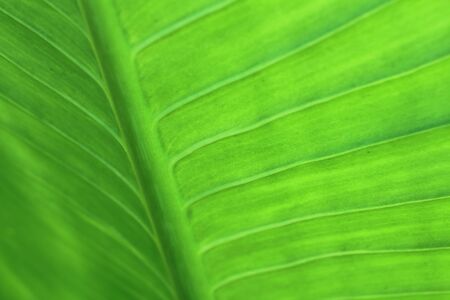 Green leaves in summer in the leaves of shade-grown. And hydrophobic areas with water. The...