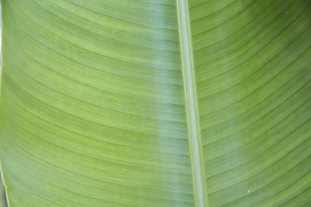 Banana green leaf