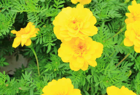 Flowers field in summer season in countryside Thailandの写真素材