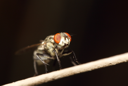 Fly insect living in the green garden Thailand summer season