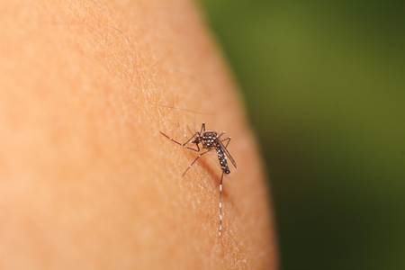 Mosquito sucking blood , infect sickness from Thailand forestの写真素材
