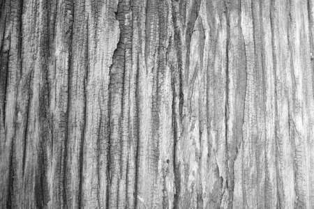 Old wood skin and show wood taxture detail of surfaceの写真素材