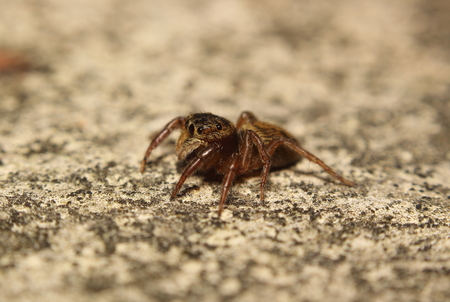 Small jumping spider living in the garden of forest Thailandの写真素材