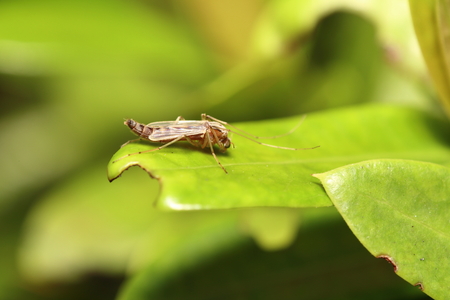 Fly insect live in the garden and house