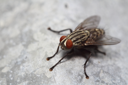 Fly insect live in the garden and house