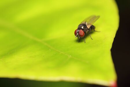 Small fly insect on green leaf