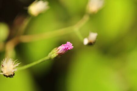 Small flower macro bloomの写真素材