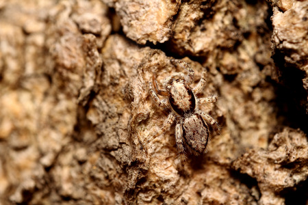 Small jumping spider live in the green garden Thailandの写真素材