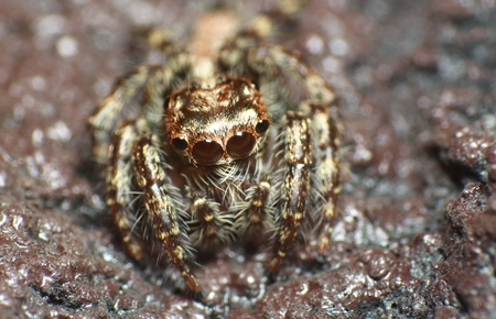 Jumping spider in the green garden
