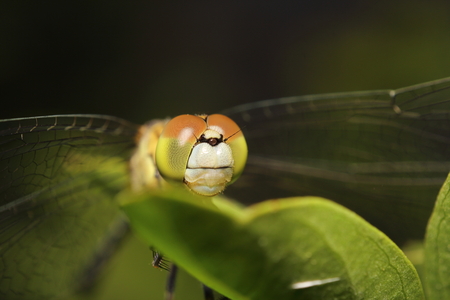 Small bug and insect in the garden Thailandの写真素材