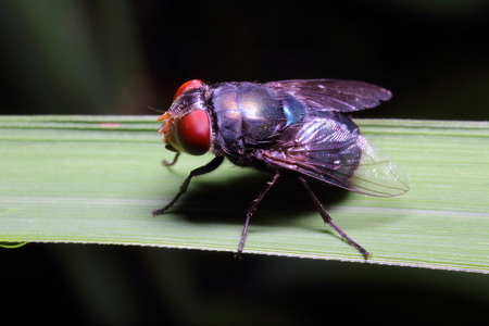 Small insects in the garden Thailand