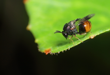 Small insects in the garden Thailand
