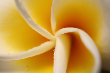 Thai temple white flowerの写真素材