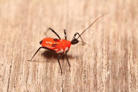Small insects in the garden Thailand
