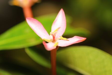 Fresh flower and color background