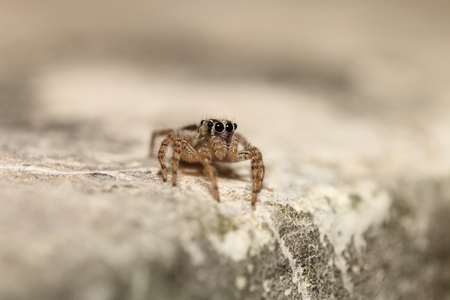 Thai jump spider in the garden