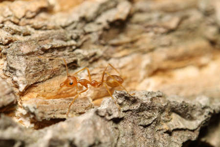 red ant in the green garden Thailandの写真素材