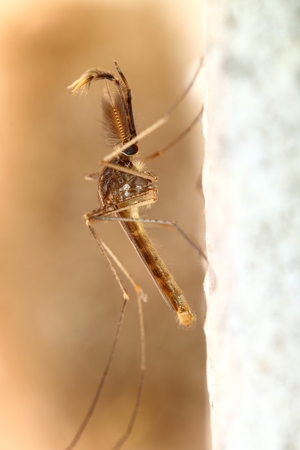 Mosquito small insect in Thailand summer season