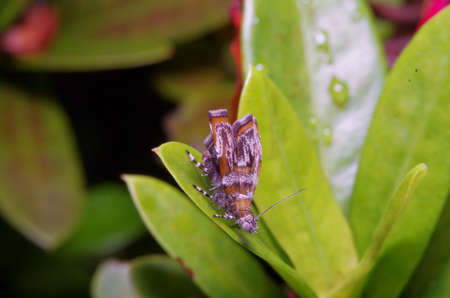 Fly insect in the green garden