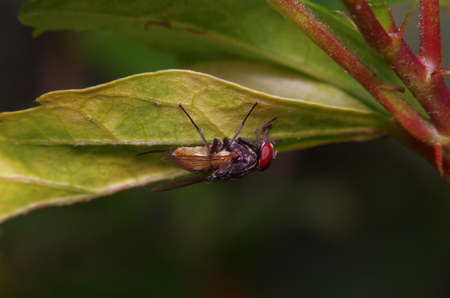 Fly insect in the green garden