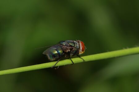 Fly insect in the green garden