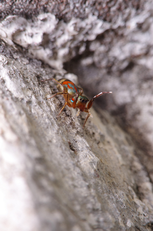 Jump spider in the green gardenのeditorial素材