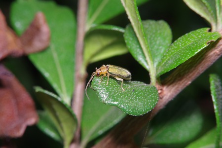 Small bug inside the green garden Thailand summer season