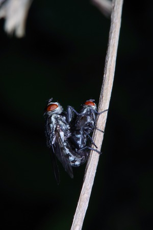 Fly insect on treen in the green garden in thaialnd.の写真素材