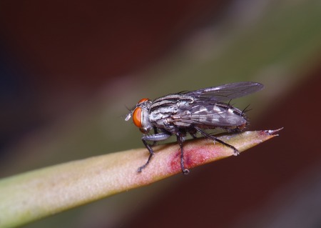 Fly insect on treen in the green garden in thaialnd.