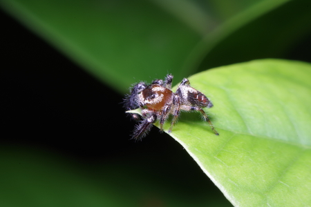 Jump spider on the treee