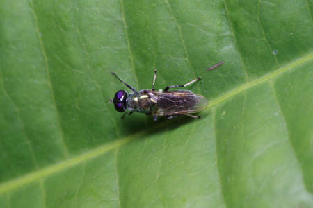 Small Fly and insect in the garden