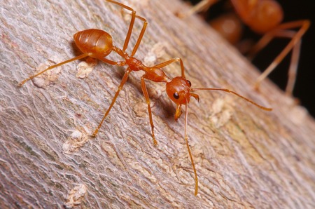 Red ant working on tree in garden