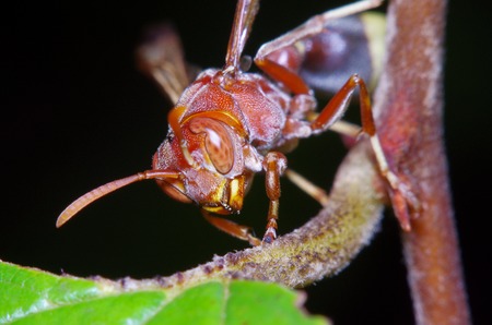 Small bug in the garden Thailandの写真素材