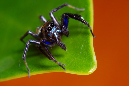 Small jump spider on green leaf in the garden Thailandの写真素材