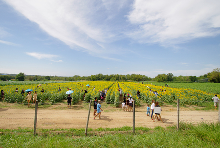 Rayong Thailand , December 5 - 2016 : people's come to travel at sunflowers farm and take photos at Rayong Thailandのeditorial素材