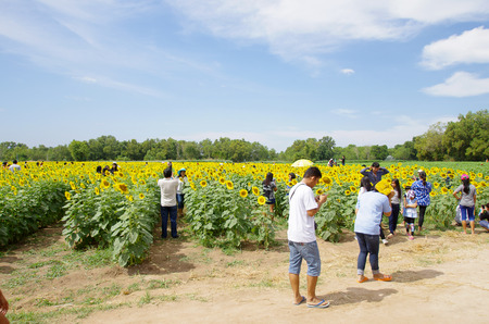 Rayong Thailand , December 5 - 2016 : people's come to travel at sunflowers farm and take photos at Rayong Thailandのeditorial素材