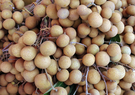 Longan sweet fruit fresh fruit