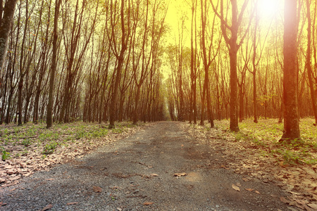 Rubber tree farm in Thailand.のeditorial素材
