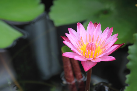 Lotus flowerの写真素材