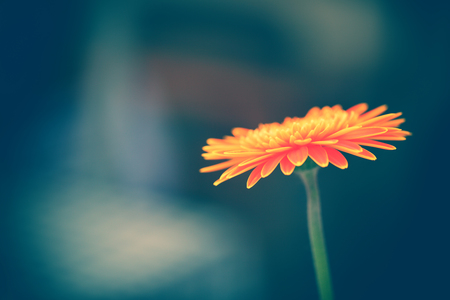Gerbera flower on black backgroundの写真素材
