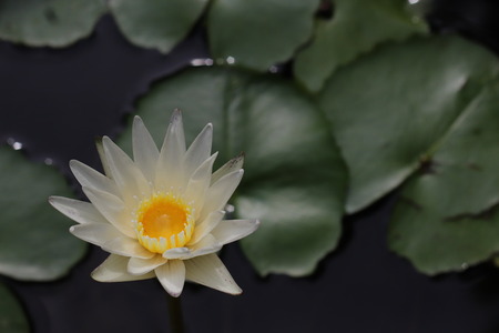 White Lotus and leaf backgroundの写真素材