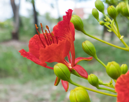Red Caesalpinia pulcherrimaの写真素材