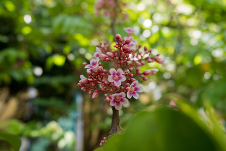 Pink star apple flowerの写真素材