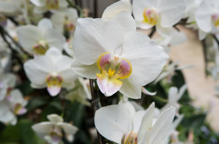 white orchid blooming in the gardenの写真素材