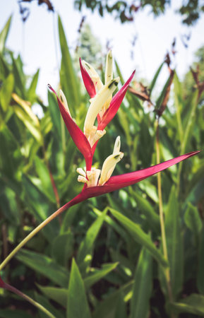Canna flower with leaf background.の写真素材